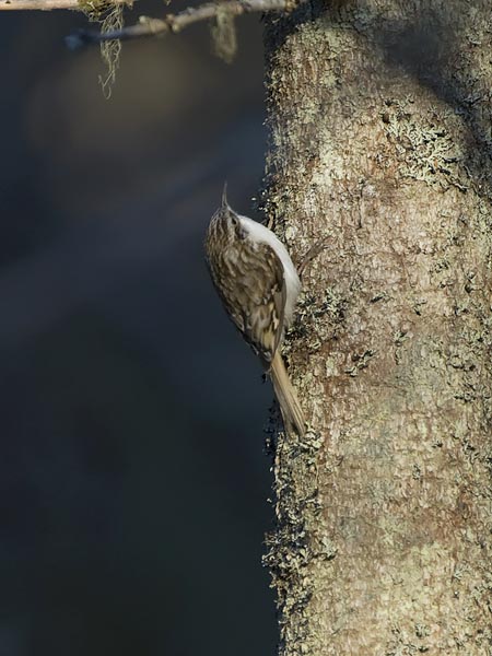 Puukiipijä, Eurasian Treecreeper, Certhia familiaris